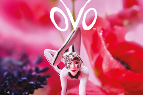 Cirque du soleil - OVO